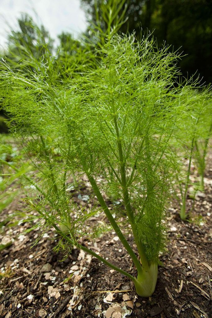 fennel